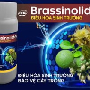 brassinolide-la-gi