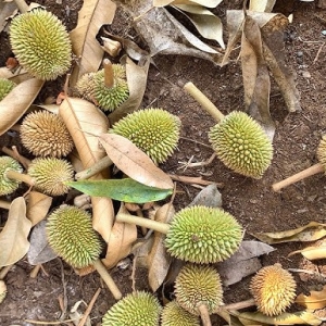 vi-sao-sau-rieng-bi-rung-trai-hieu-dung-de-xu-ly-hieu-qua