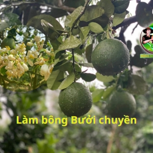 quy-trinh-lam-bong-trai-chuyen-cho-cay-buoi-da-xanh