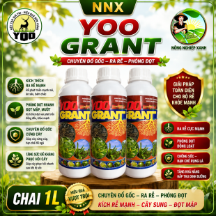 YOO GRANT | KÍCH RỄ - DƯỠNG RỄ