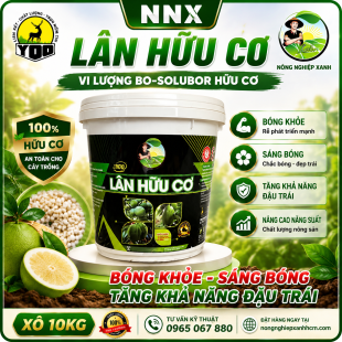 LÂN HỮU CƠ | BÔNG KHỎE - SÁNG BÔNG - TĂNG KHẢ  NĂNG ĐẬU TRÁI
