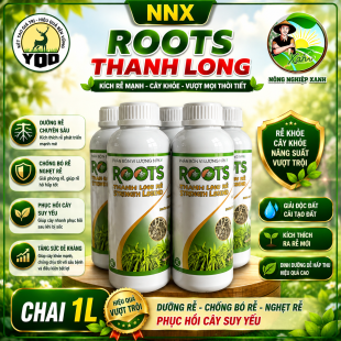 ROOTS THANH LONG | KÍCH RỄ – DƯỠNG RỄ – PHỤC HỒI CÂY SUY YẾU – CHUYÊN LÀM RỄ THANH LONG