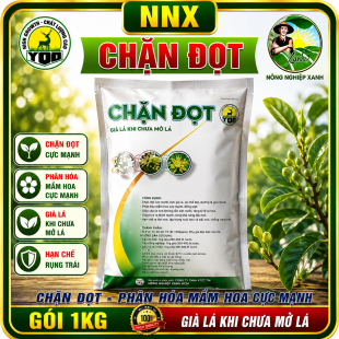 YOO CHẶN ĐỌT | GIÀ LÁ NHANH KHI CHƯA MỞ LÁ - PHÂN HÓA MẦM HOA CỰC MẠNH