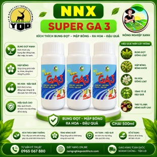 SUPER GA3 - BUNG ĐỌT MẬP BÔNG, RA HOA ĐẬU QUẢ