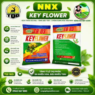 KEY FLOWER - RA NHIỀU HOA, ĐẬU NHIỀU TRÁI